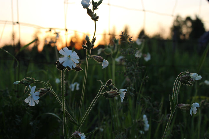 Flowers in a field at sunset. 