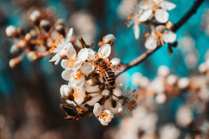 Bee on the white blossom of a tree.