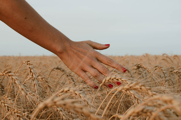 Hand grazing wheat field. 
